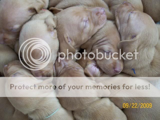 cabelas puppies for sale