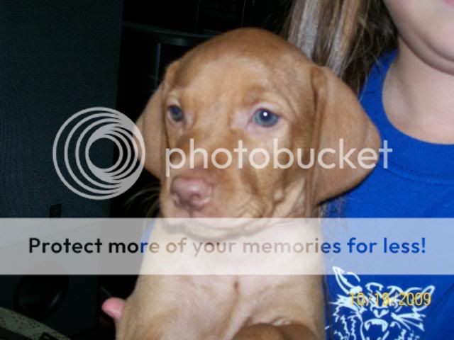 cabelas puppies for sale