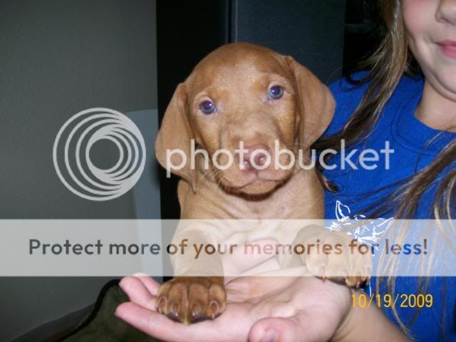 cabelas puppies for sale