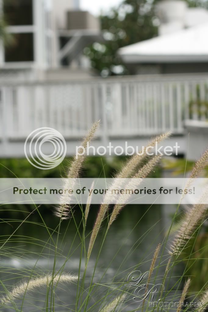 IMAGE: http://i438.photobucket.com/albums/qq109/loganreedphotography/Landscape/IMG_4119002.jpg