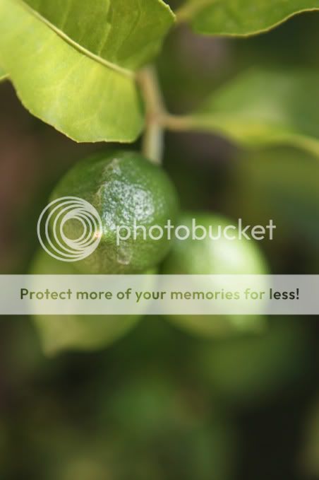 Photobucket Pictures, Images and Photos