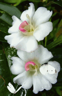 photo d05206b5368a99bbf898382153e12236_zpsfmsnkwwk.gif