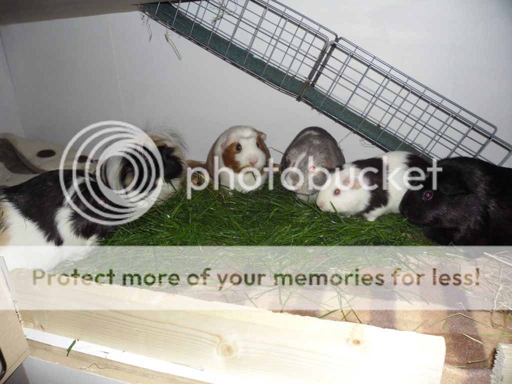 002_zps51345d2b.jpg