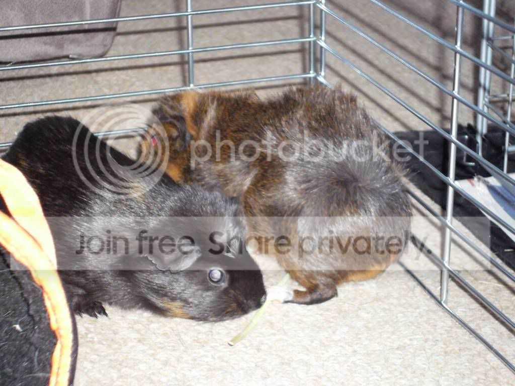 DarklisCoco25511.jpg